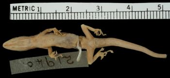 Media type: image;   Herpetology R-21940